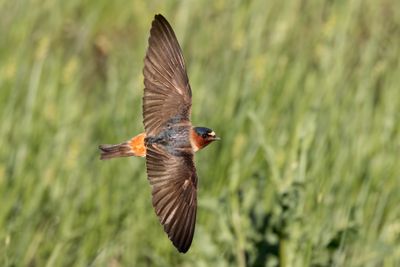 Cliff Swallow