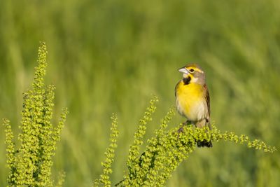 Dickcissel