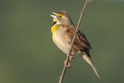 Dickcissel