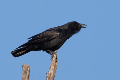Fish Crow