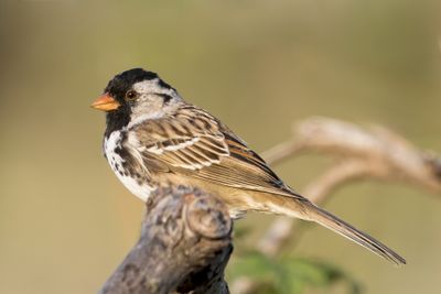 Harris's Sparrow