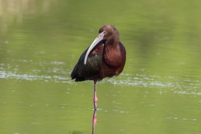 Glossy Ibis x White-faced Ibis Hybrid