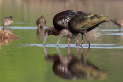 Glossy Ibis x White-faced Ibis Hybrid