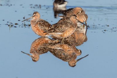 Long-billed Dowitcher