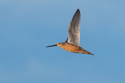Long-billed Dowitcher