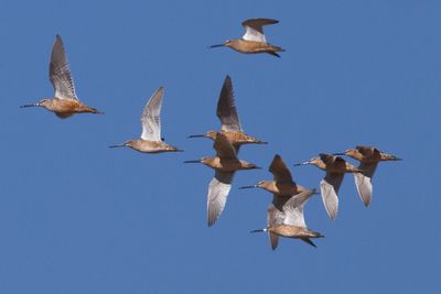 Long-billed Dowticher