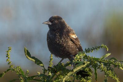 Red-winged Blackbird
