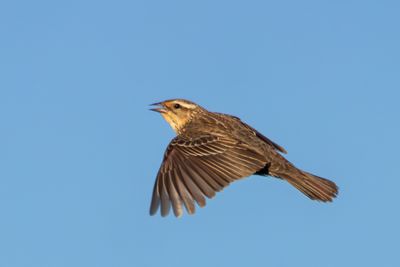 Red-winged Blackbird