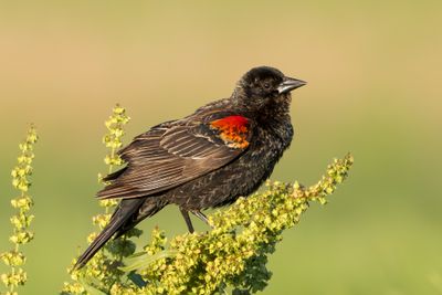 Red-winged Blackbird