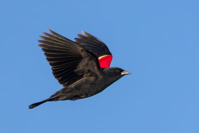 Red-winged Blackbird