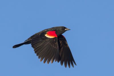 Red-winged Blackbird