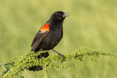 Red-winged Blackbird