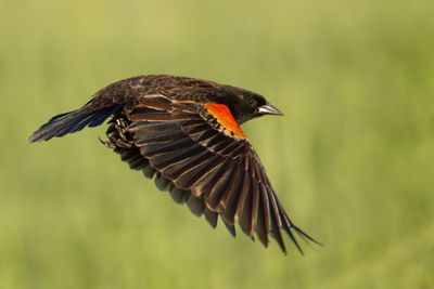Red-winged Blackbird
