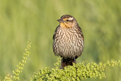 Red-winged Blackbird