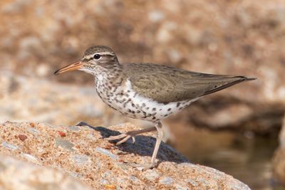 Spotted Sandpiper