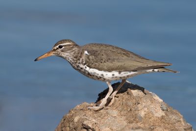 Spotted Sandpiper