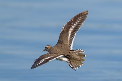 Spotted Sandpiper