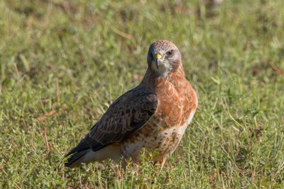 Swainson's Hawk