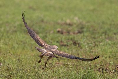 Swainson's Hawk