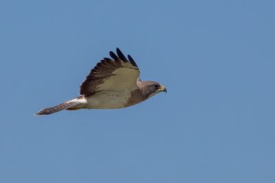 Swainson's Hawk