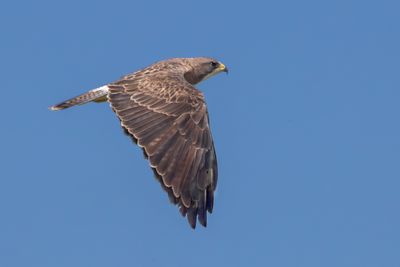 Swainson's Hawk