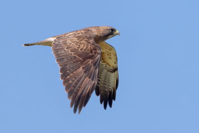 Swainson's Hawk