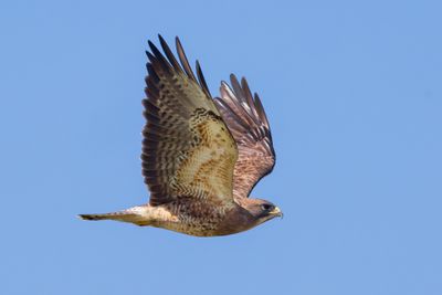 Swainson's Hawk