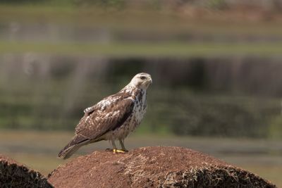 Swainson's Hawk