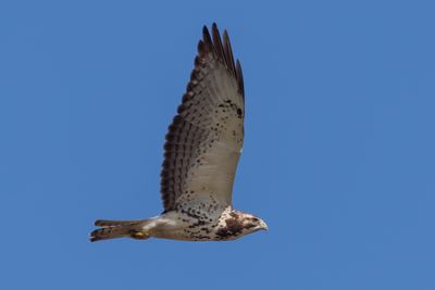Swainson's Hawk