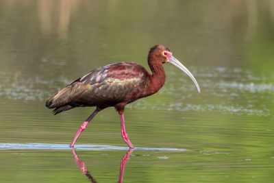 White-faced Ibis