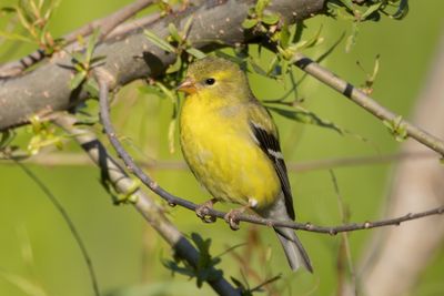 American Goldfinch