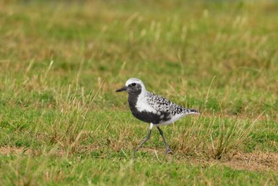 Black-bellied Plover