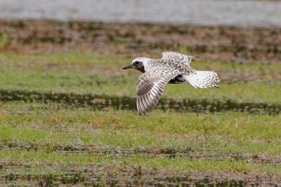 Black-bellied Plover
