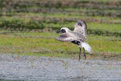 Black-bellied Plover