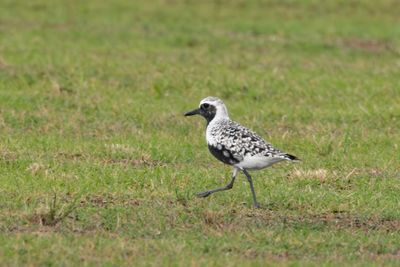 Black-bellied Plover