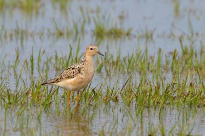 Buff-breasted Sandpiper