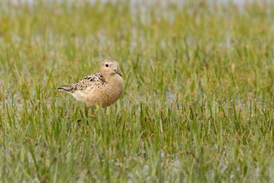 Buff-breasted Sandpiper