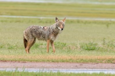 Recent Additions - Mammals