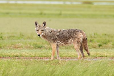 Coyote