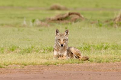 Recent Additions - Mammals