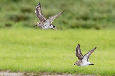 White-rumped Sandpiper