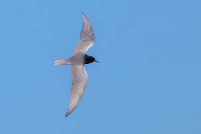 Black Tern