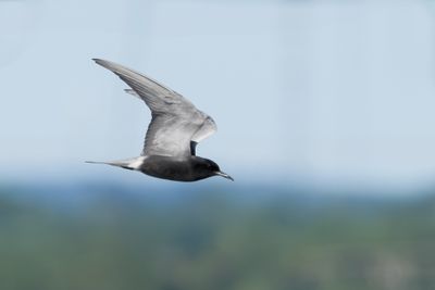 Black Tern