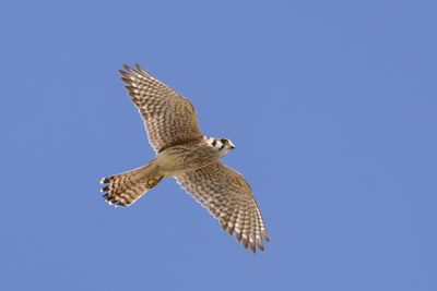 American Kestrel
