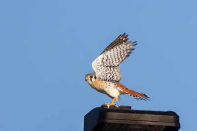 American Kestrel