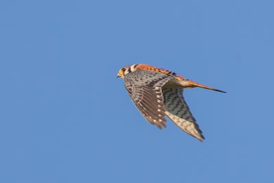 American Kestrel