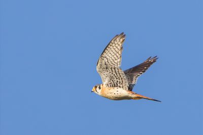 American Kestrel