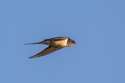Barn Swallow