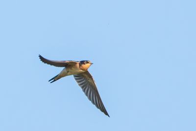 Barn Swallow