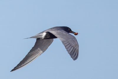 Black Tern